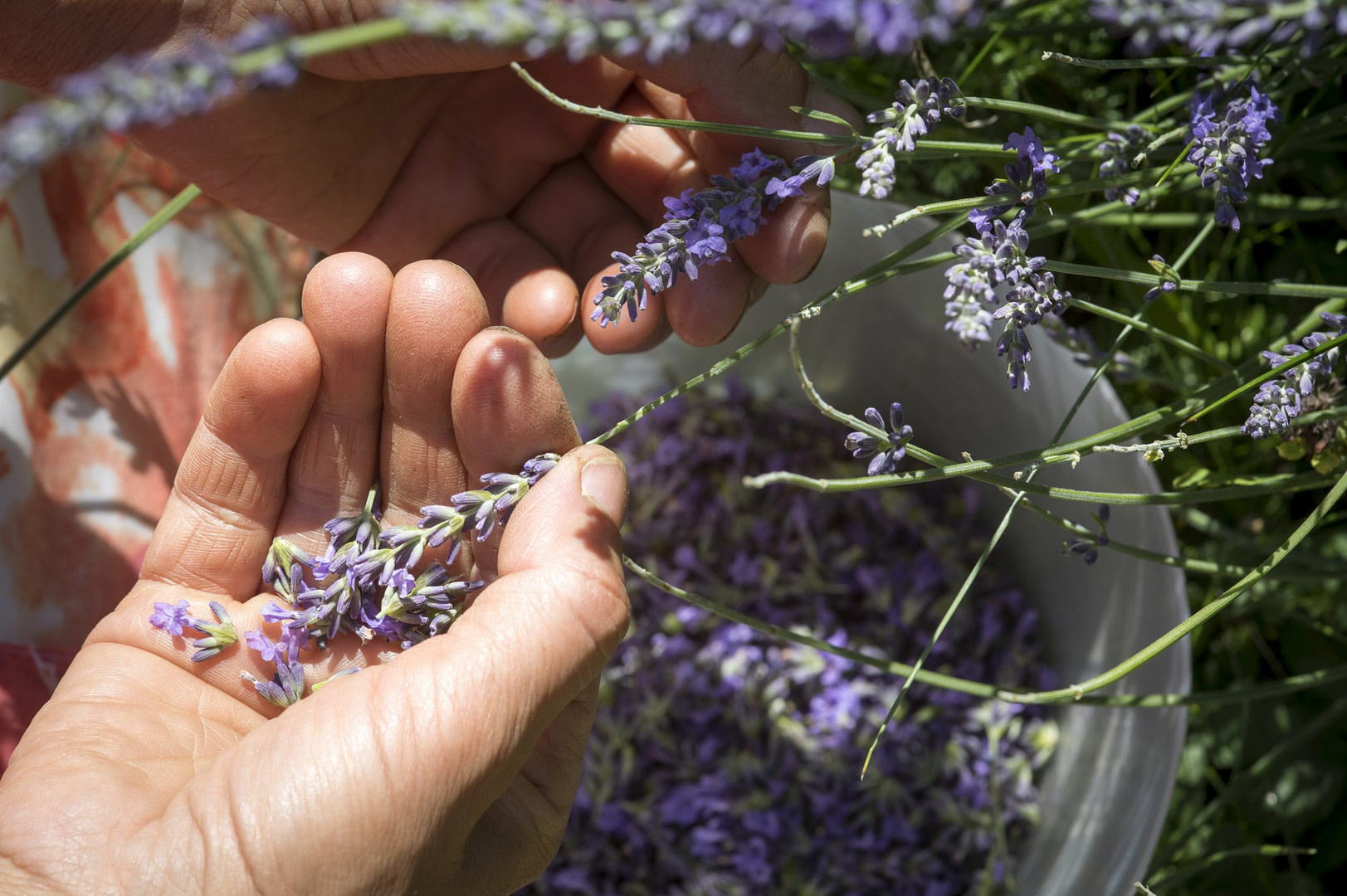 Lavender Harvest